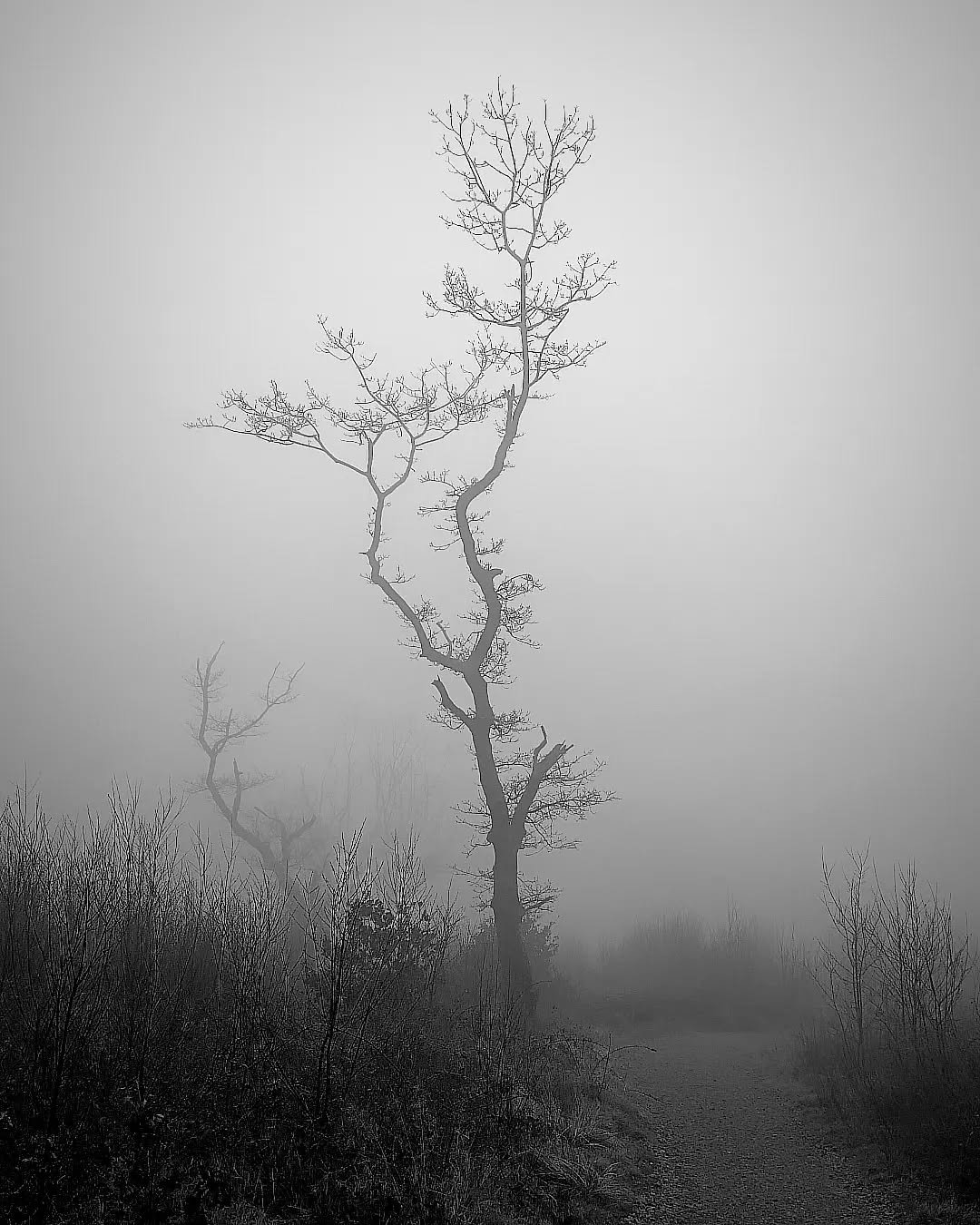 Read more about the article //tree